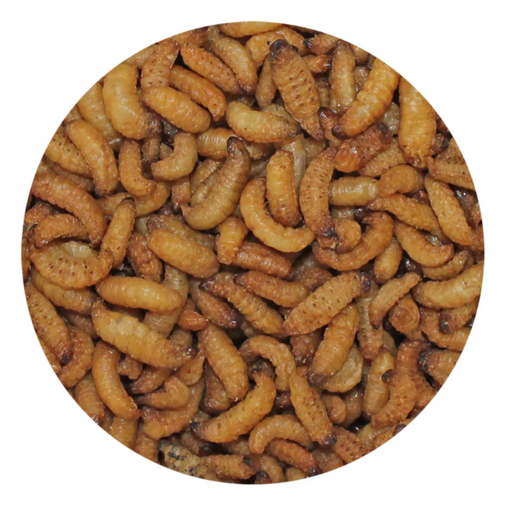 Gusanos de Cera Deshidratados - Image 2