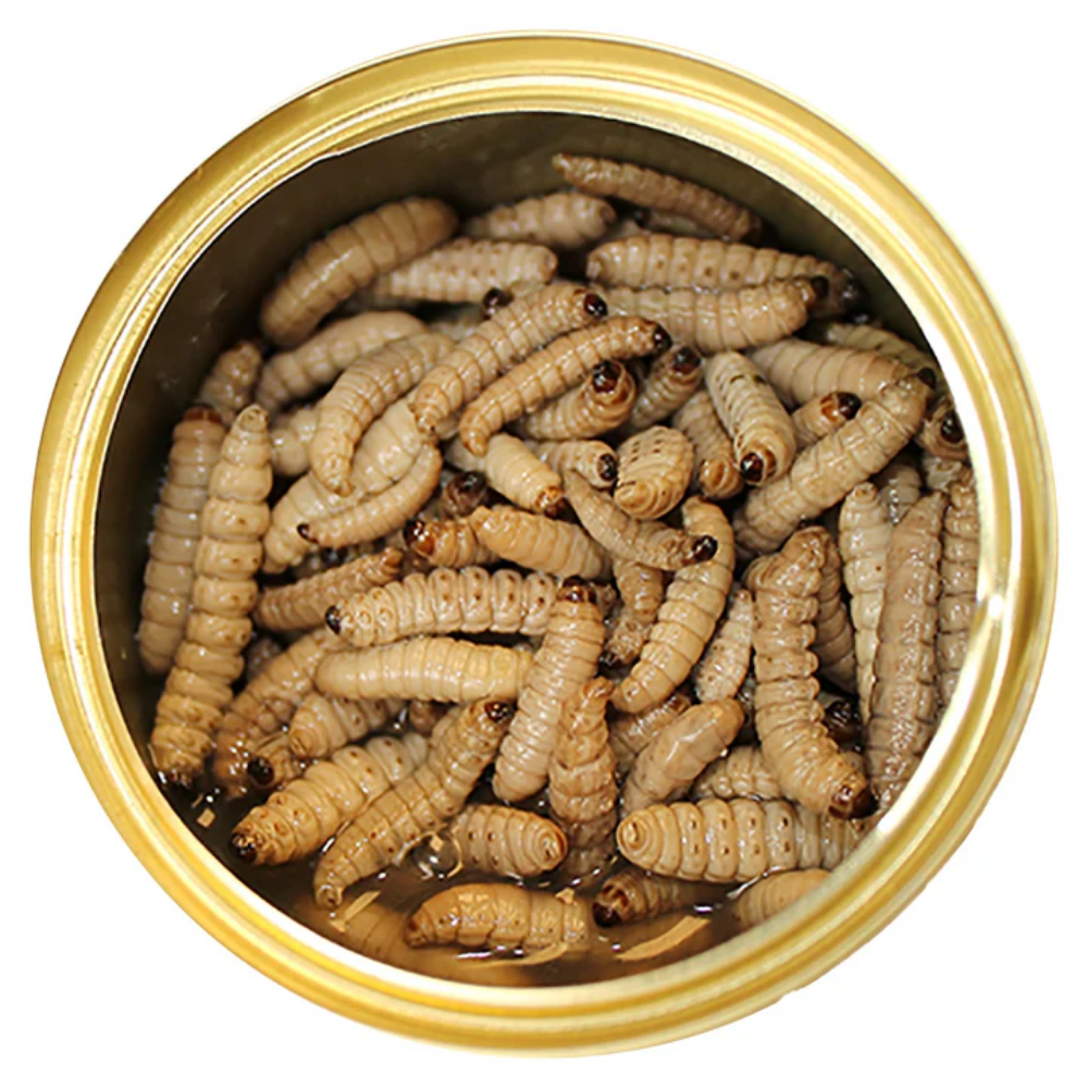 Gusanos de Cera Enlatados - Image 2