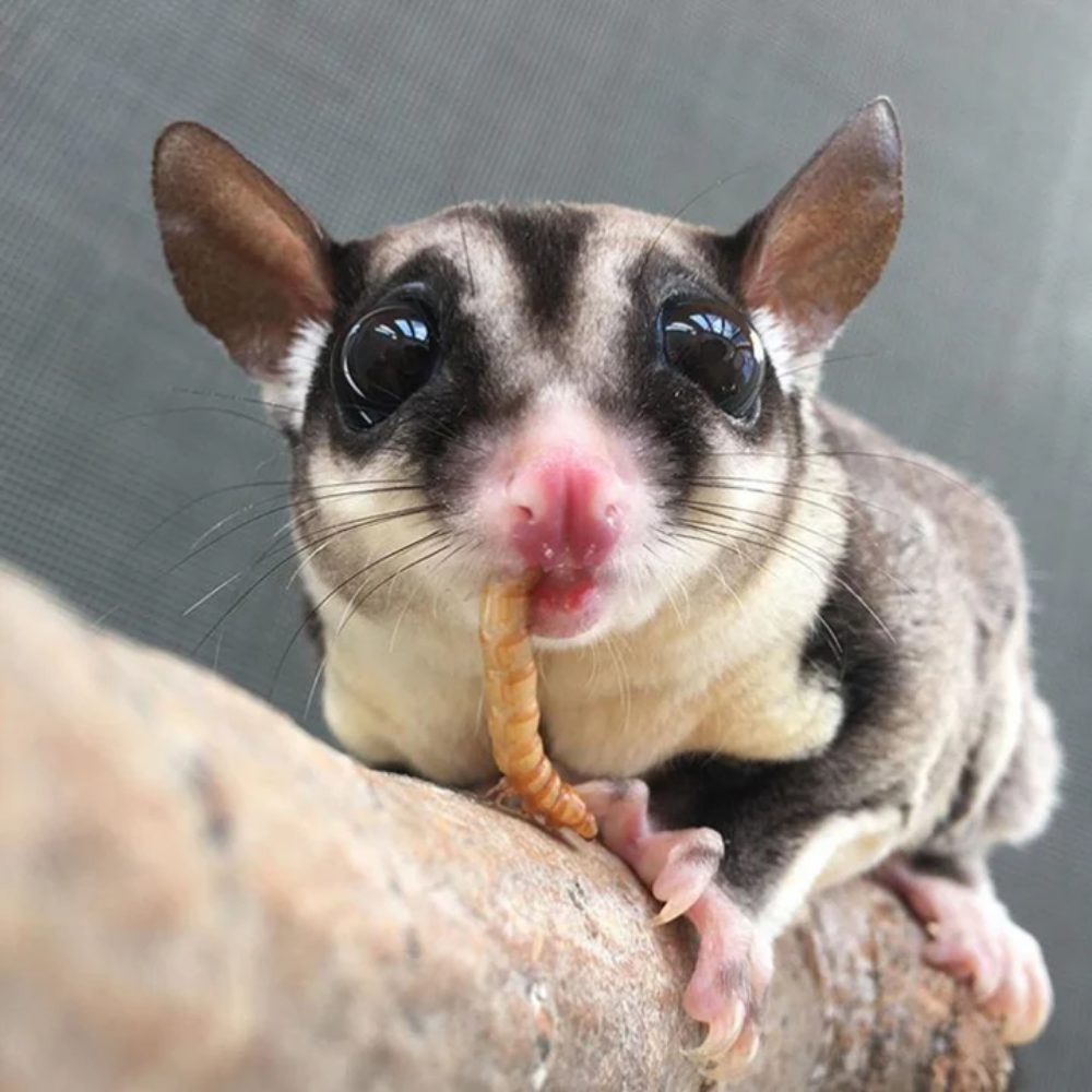 Tenebrios Horneados - Image 5